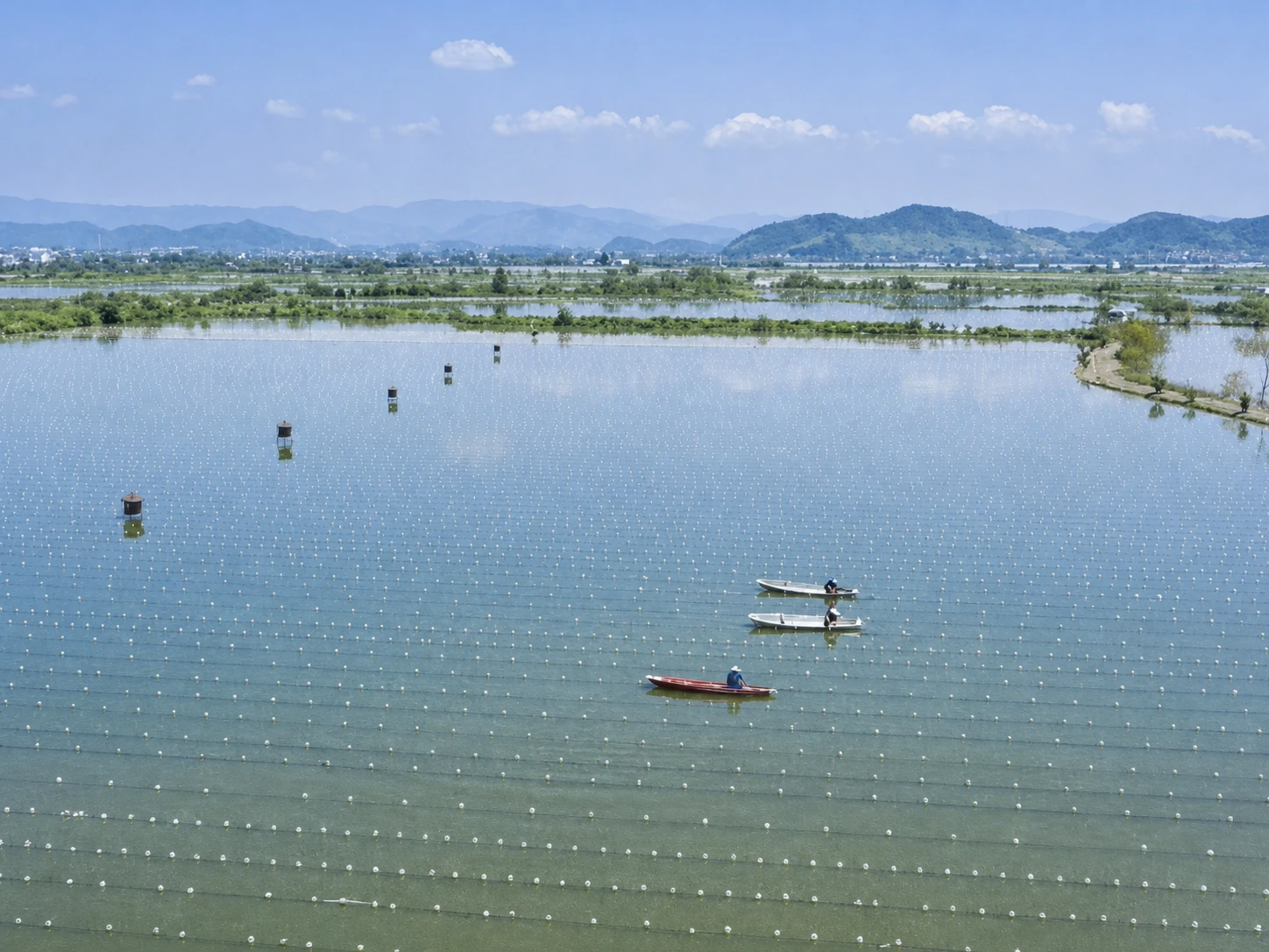 Zhuji freshwater pearl farming area
