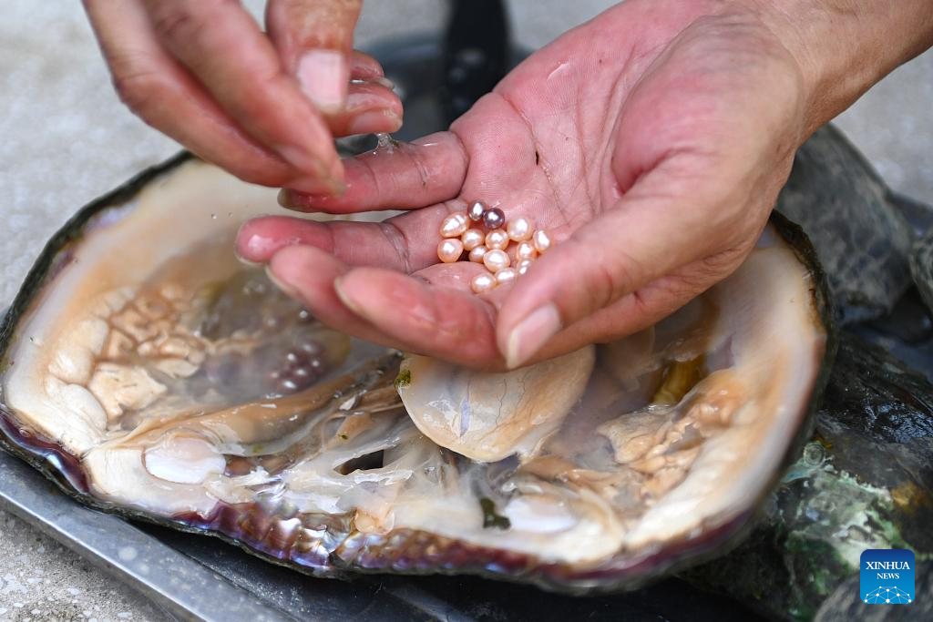 Freshwater pearls being retrieved from a mussel. Image source: People's Daily Online / Xinhua.